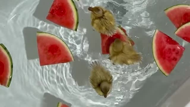 Ducks Watermelon Party