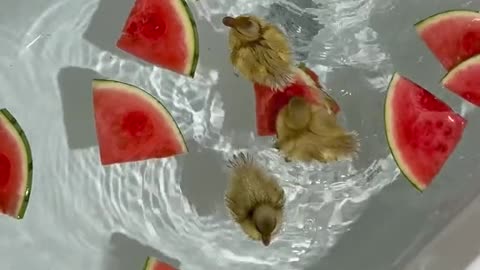 Ducks Watermelon Party