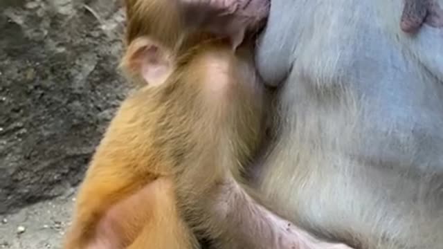 Lovely and Funny Monkey 💚 - Videos Compilation |Life Anything|