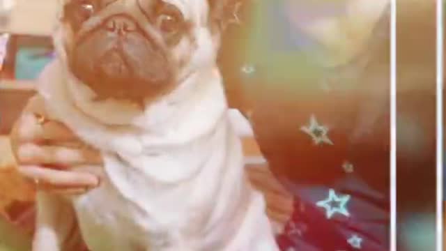 cutest pets in the world
