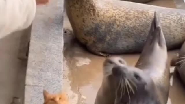 Animal video #Funny shorts