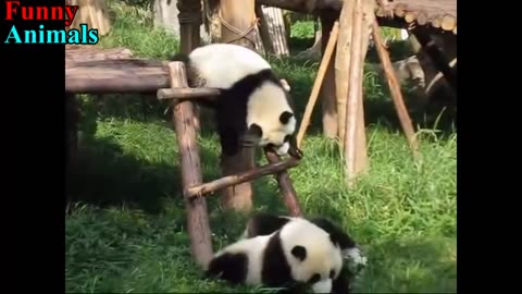 a very cute compilation of pandas