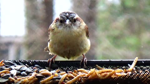 Wren
