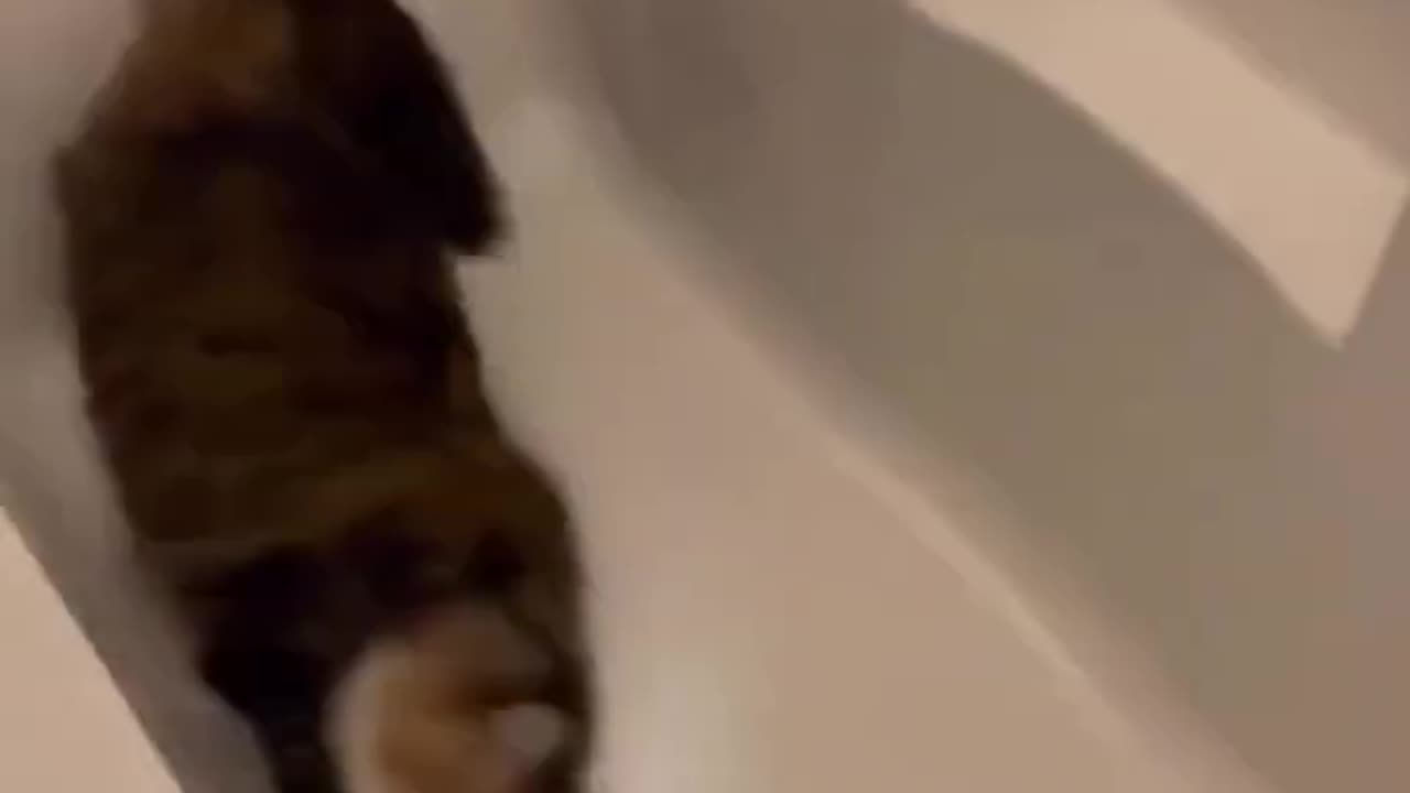 This amazing video have much potential for you