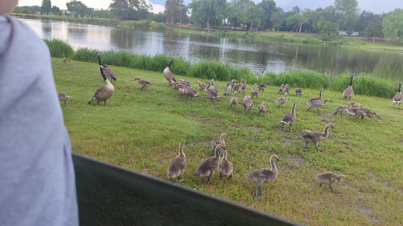 BradKuz76 Tomrik feeding the geese