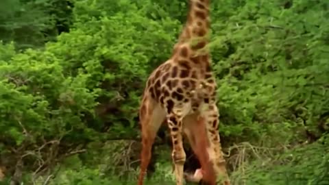 Lion Vs Camel Biggest Fight Caught On Camera