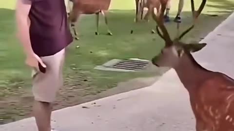 The elk