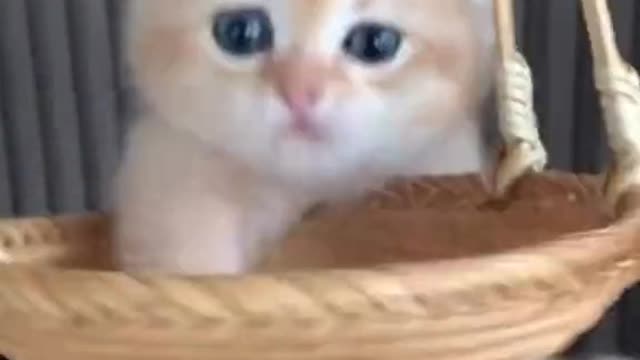 Cat Playing