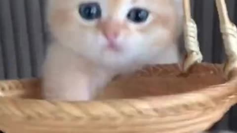 Cat Playing