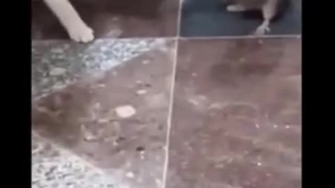 CAT VS RAT - CAT GREAT TALENT OF BOXING