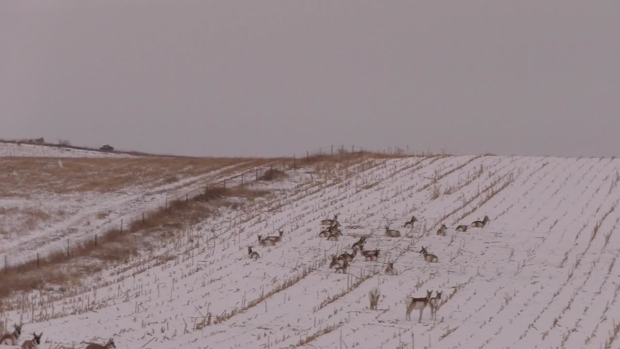 Herd of Antelope chilling.