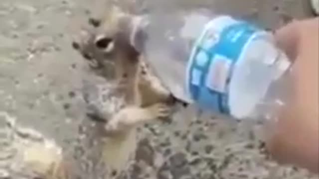 Thirsty squirrel viral videos