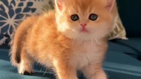 So adorable 😻😻