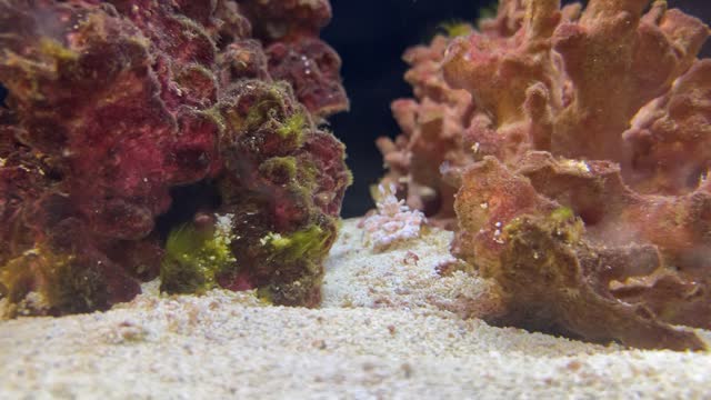 Harlequin Shrimp Hunting For Starfish