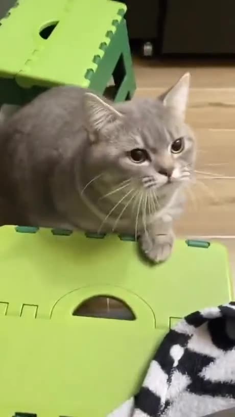 Cat Barks at Owner! #funny_clips #funnyanimals #funnyshorts