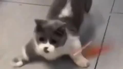 Cute cats prank videos funny cats video