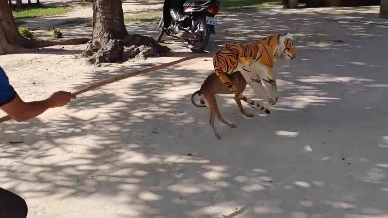 Best Funny video- Fake Tiger Vs Dogs 2021