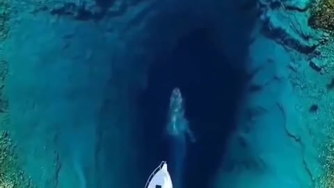 This is a beautiful and charming water-dwelling species