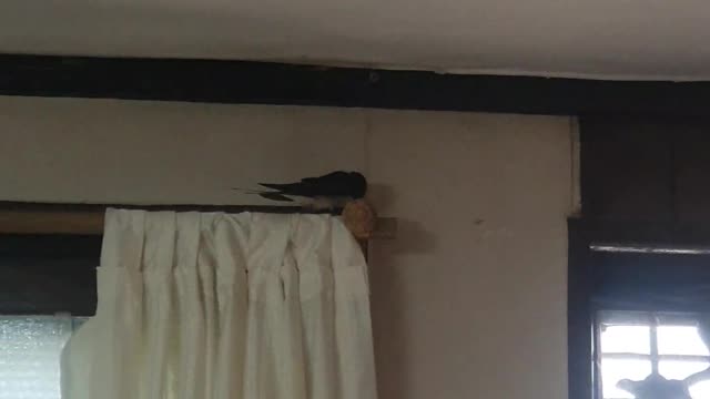 A swallow is singing in my house, she sounds ASMR in the morning.