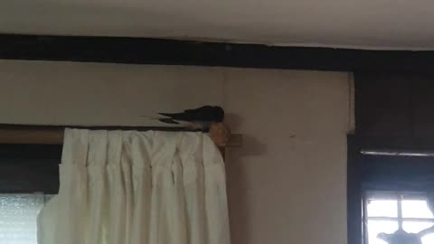 A swallow is singing in my house, she sounds ASMR in the morning.