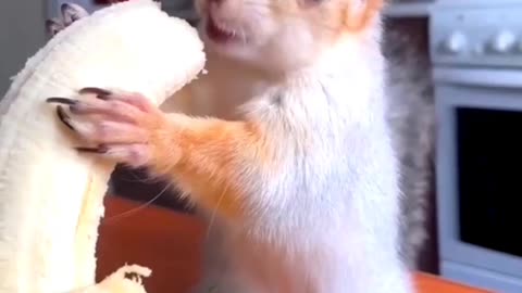 cute pet eating a banana 🍌😍