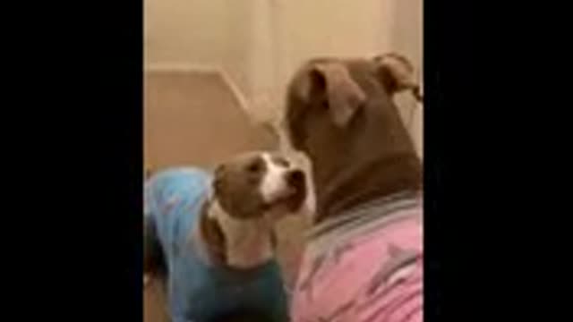 Cute Dogs..💖 Baby Dogs..Cute and funny dogs Video Compilation