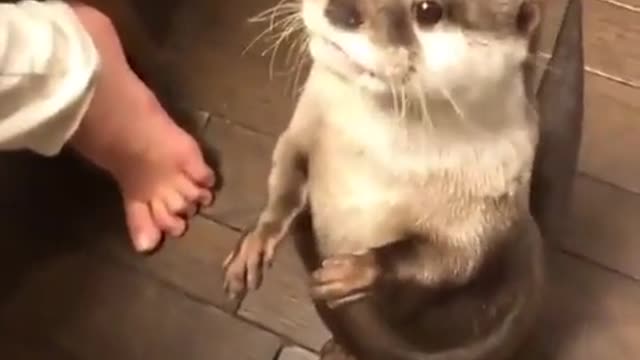 cute and funny otter