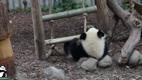 Nanny lifts pandas and carries them inside as they refuse to go