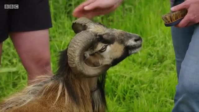 Cameraman smacked in the nuts by angry sheep 😱 - BBC_Cut