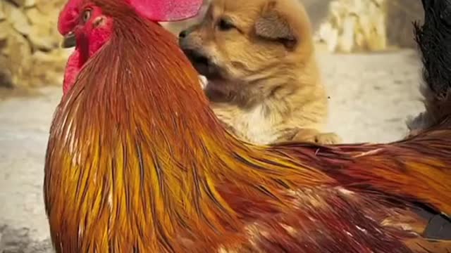 Cute moments between puppy and chicken!🥰