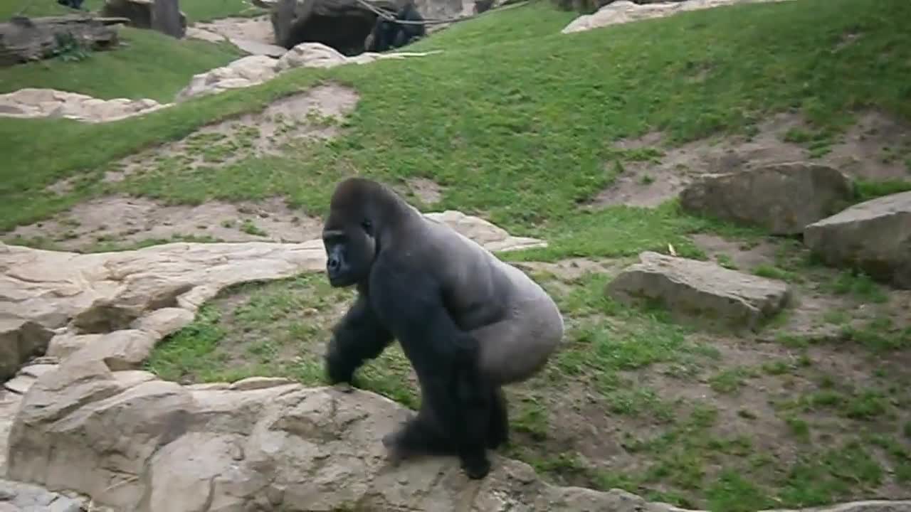 Gorilla throwing poop.