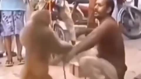 Very funny video monkey and dog