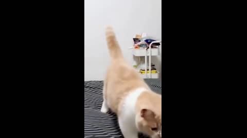 Playing fetch with cat 😸😻, funny cat video 😸😻😄😍