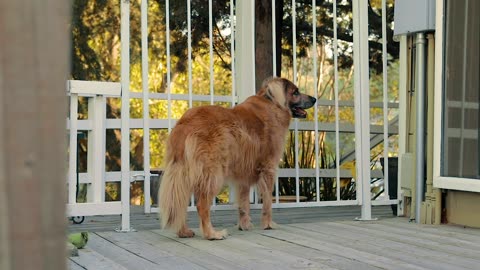 Dog Outside the House