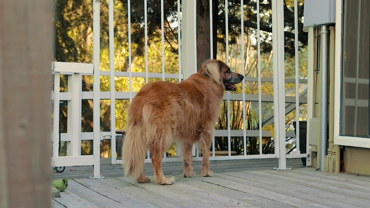 Dog Outside the House