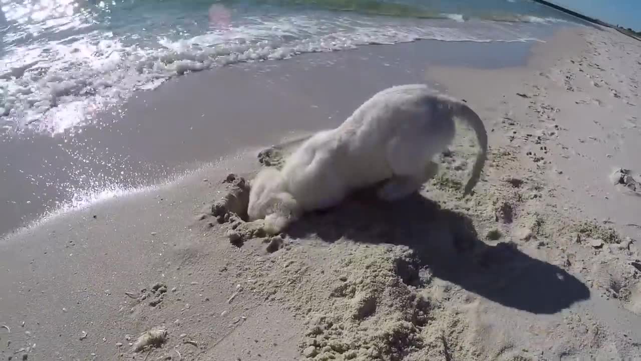 Puppy isn't happy when waves fill up his newly dug hole