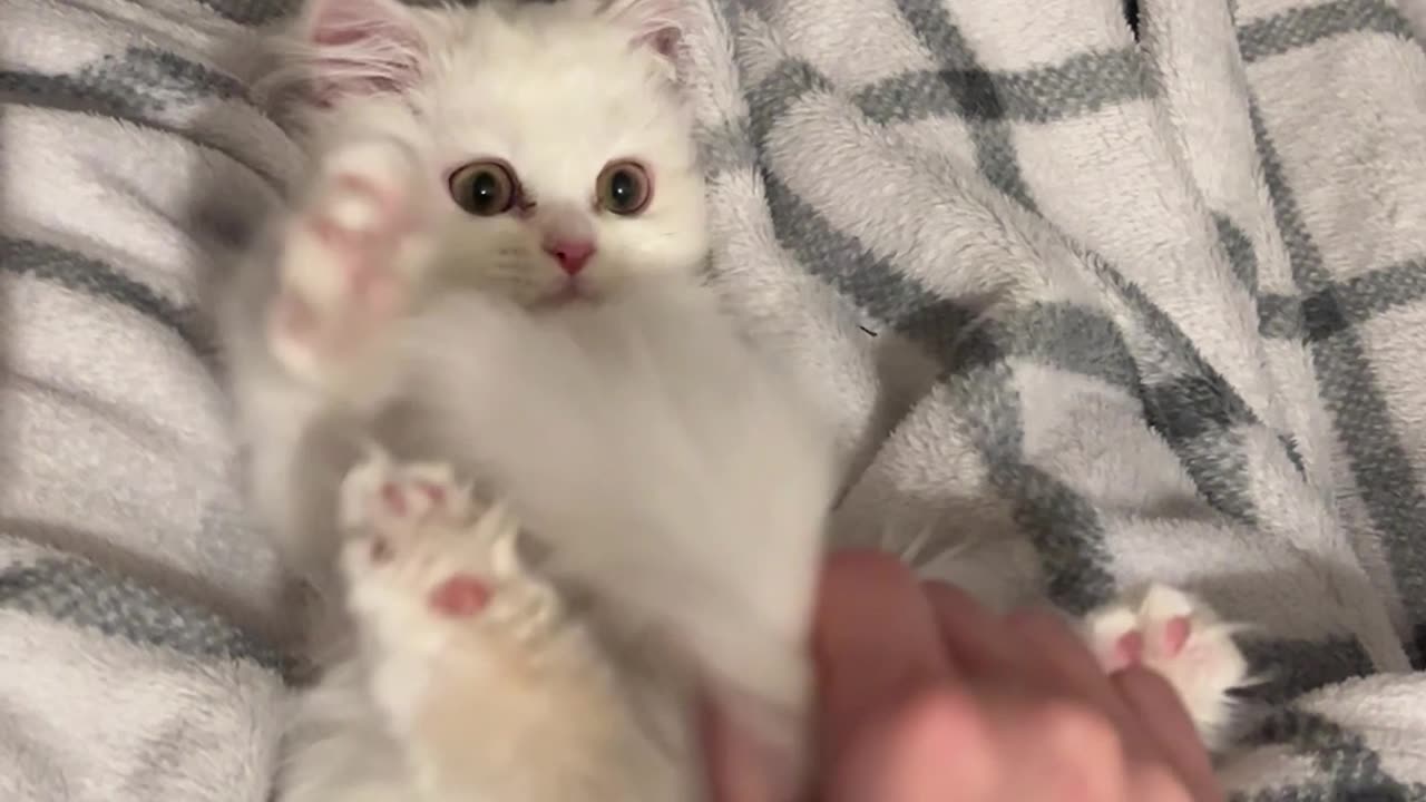 Floof Kitten Highlights