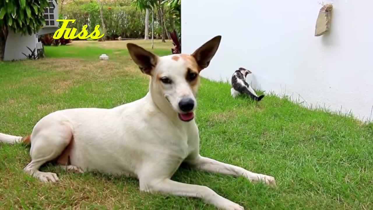 The dog with the cats on the grass next to the house