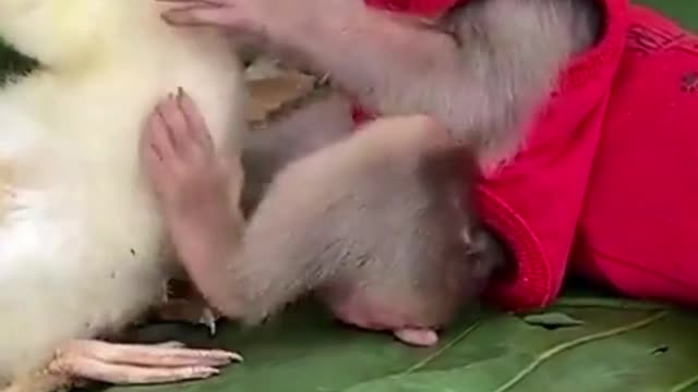 Fun with baby monkey, puppy and duckling