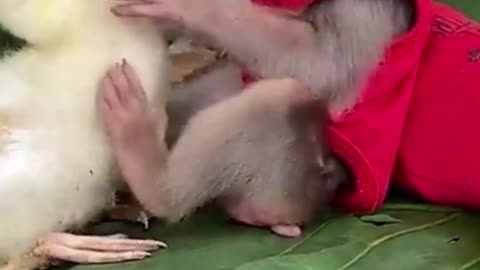 Fun with baby monkey, puppy and duckling