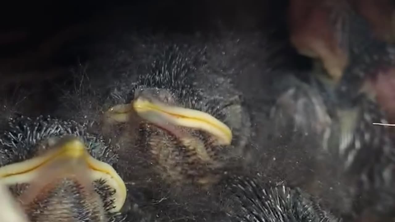 Baby bluebirds with big smiles waiting for mommy bird to return with breakfast