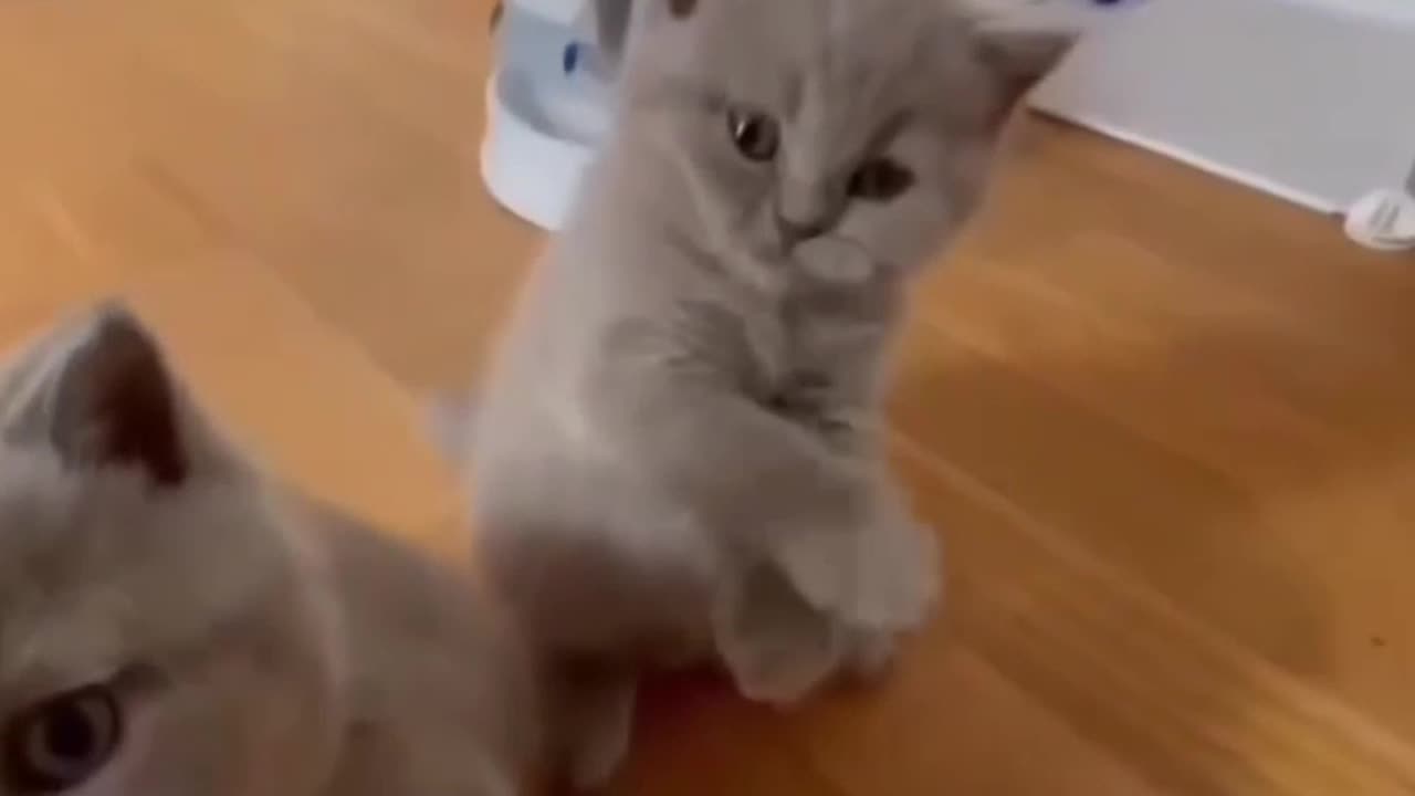 Funny &Cute Cat's