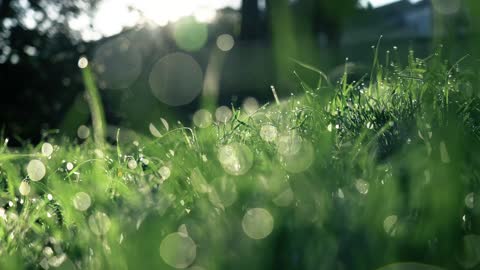 rumput hijau selamat pagi dunia