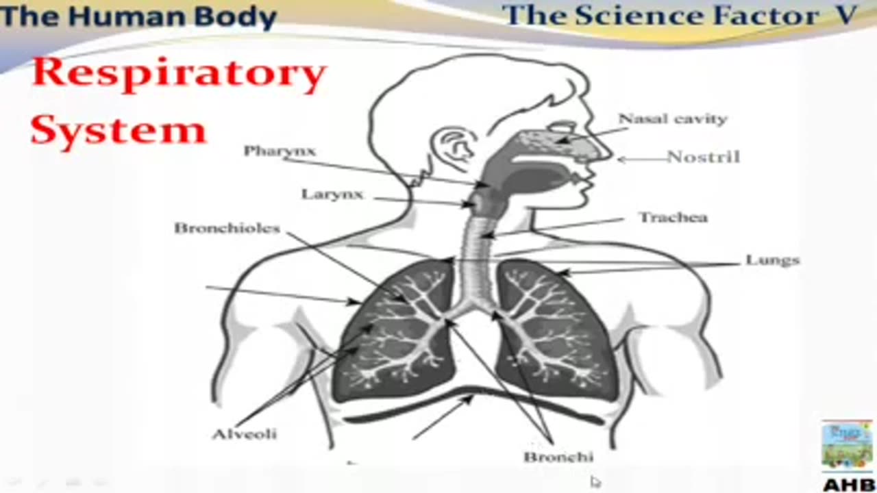 Respiratory System of Human Body