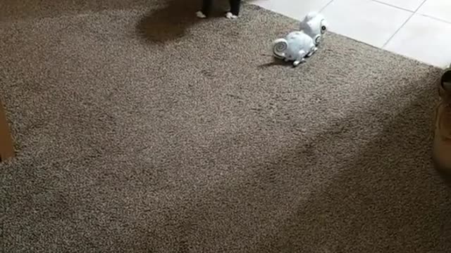 sassy cat