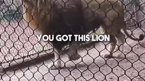 The lion is the king of the jungle.