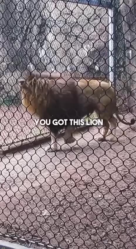 The lion is the king of the jungle.