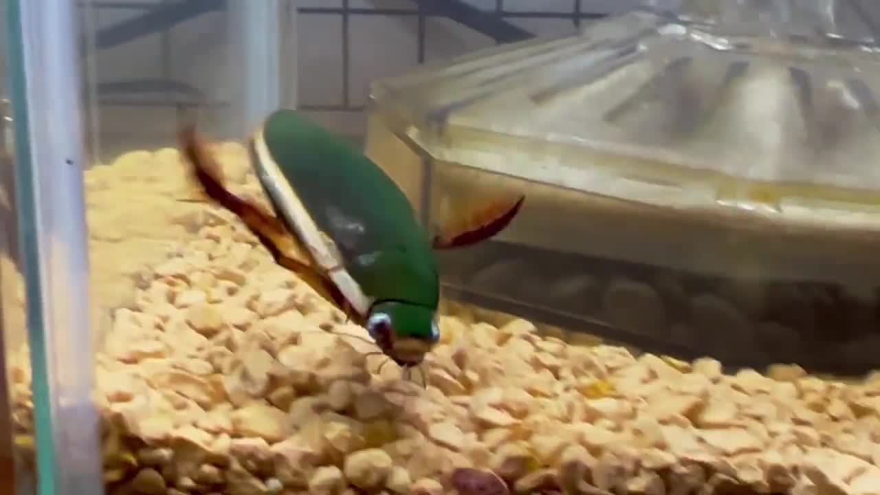 A little water beetle