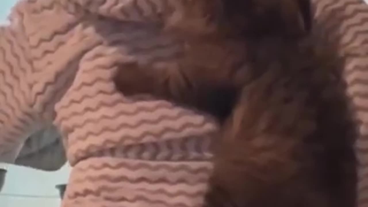 Cat playing timing 👻