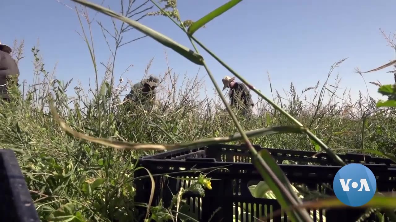 Evicted Farmers Teaching Native Techniques in California’s Central Valley | VOANews